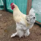 ديك براهما