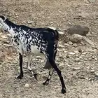 شاه