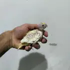 فرخ كروان تم البيع
