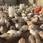 سمان لون كريمي وابيض