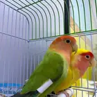 روز الليفه هدد باللوان جميله ( انباعن )