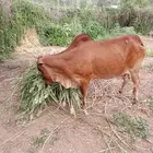 بقره شحم