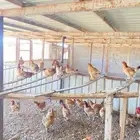 دجاج احمر للبيع