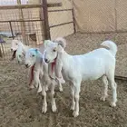 معزا مشاريك