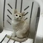 قطط للتبني الشرقيه