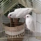 زوج روز ابيض ما يشتكي من شي