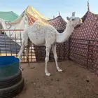 قعدان قصب