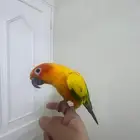صن كنيور اليف وهدد