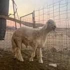 مشروع فحل للبيع