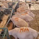 حلال مربي جمله للزواج والمناسبات والتجار