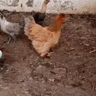 دجاجه براهما