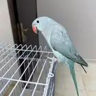 ببغاء الدره