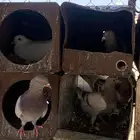 حمام فرنسي سوبر جانبو