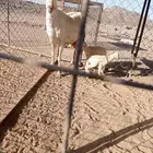 ضان رفيديات.