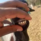 بربري جذع للبيع