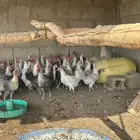 دجاج للبيع