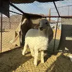 طلي