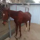 حصان انقليزي