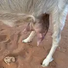 عند للبيع