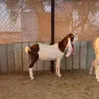 3 معزا بفحلها مطورات
