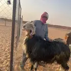 فحل نجدي صنف ومنتج على المسك