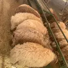 أغنام ومواشي تربيه للزواجات والمناسبات أوزان طيبه