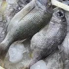 سمك يومي طازه