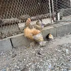 للبيع دجاجه مفرخه عليه اثنين برهما ام وصوصه دم صافي