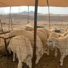 ذبايح رمضان حري توصيل جده