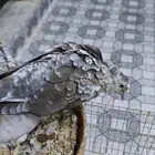 جوز ياكريم قرزل نعاه فرخ