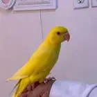 دره الاتينو عيون حمر
