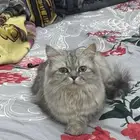 انثي شيرازي للتبني