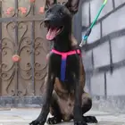 مالينو