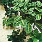 الإستشارات مجانية