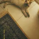 قط للبيع 400