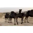ابل مجاهيم فوق الكفو