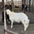 طلب حري عمره 6 شهور نظيف وسمين