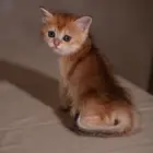 سكوتش ستريت كتن
