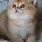 سكوتش قولد ستريت
