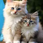 قطط