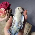 ببغاء روز