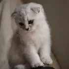 قط سكوتش فولد لون جميل للبيع