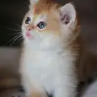 أنثى سكوتش قولد كتن