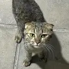 قطه بيت