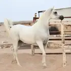 فرس واهو مكس