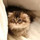 قط سكوتش لونق هي للبيع