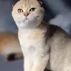 قطط سكوتش فولد