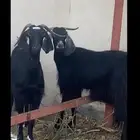 عنز قارح شبب طيب ه سليمه من العاذاريب وديوسها سليمه