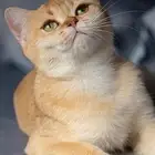 قطة سكوتش ستريت منتجه