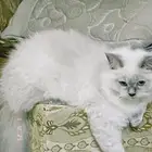 بيع قطوه